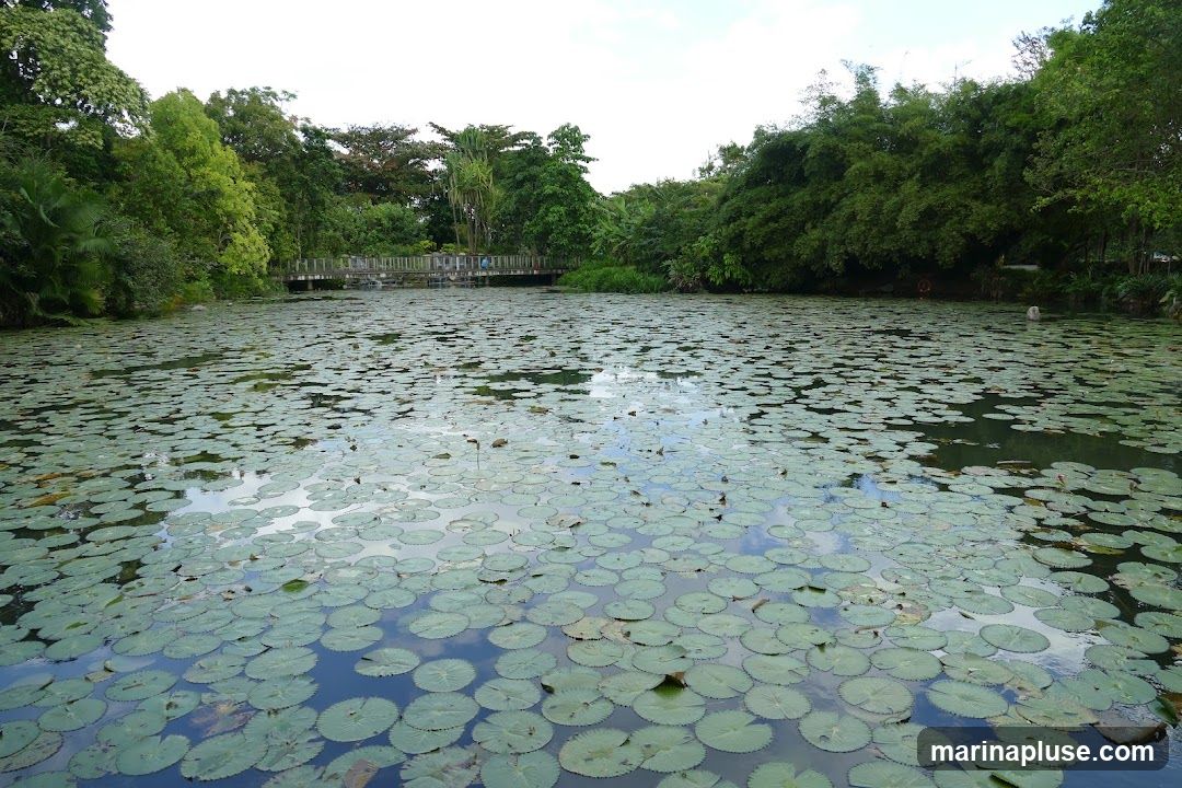 A wide shot of a tranquil pond covered in numerous lily pads. In the background, a wooden bridge spans across the water, with lush green trees and foliage surrounding the pond. The sky is overcast, reflecting on the water's surface.