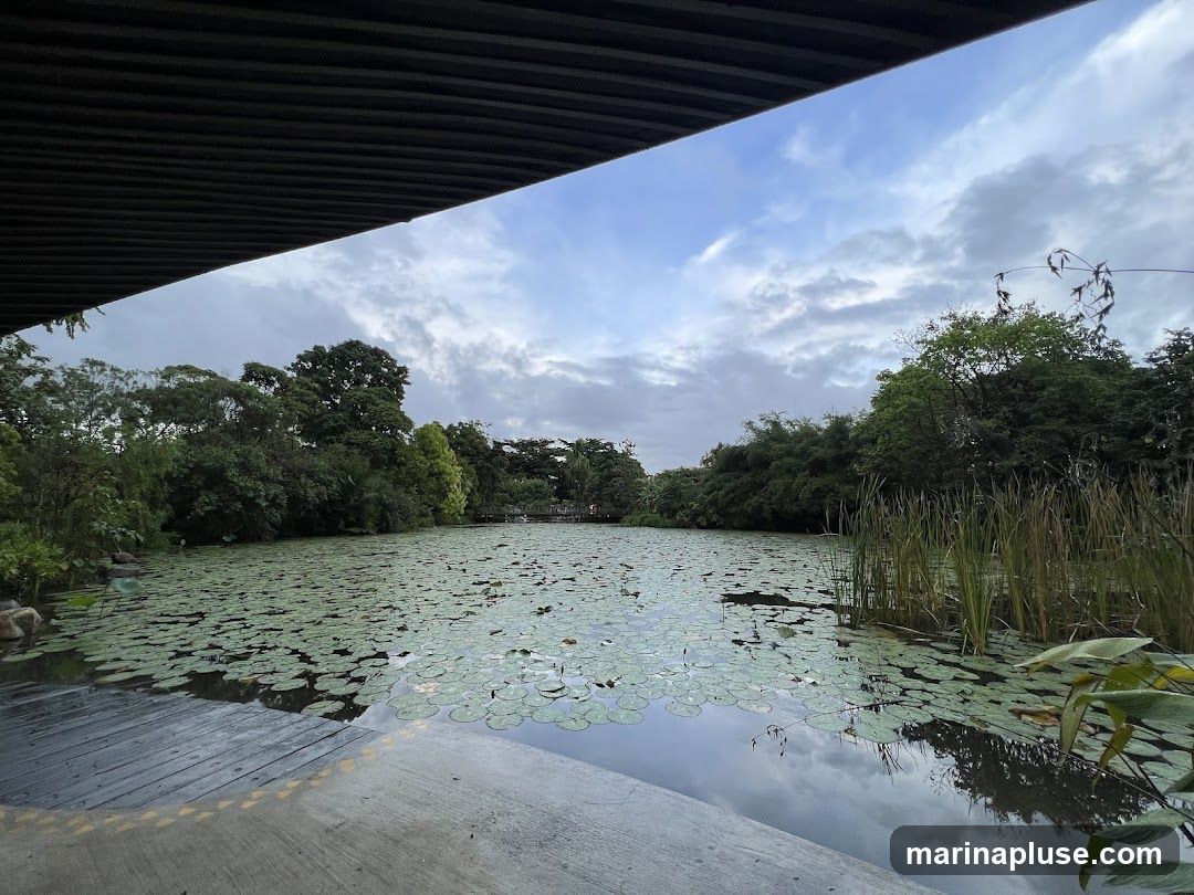 A serene view of a pond covered in lily pads, surrounded by lush green trees and vegetation. The sky above is cloudy with patches of blue. A wooden walkway is visible in the foreground.