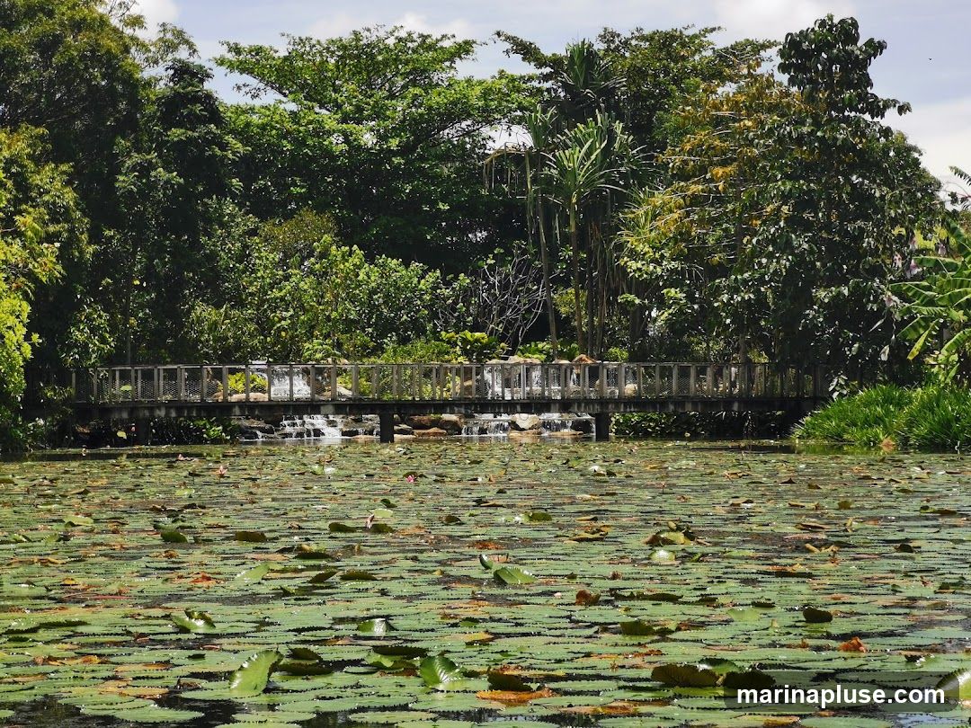 A serene pond covered in lily pads and lotus flowers, with a wooden bridge spanning across a waterfall in the background. Lush green trees and vegetation surround the pond, creating a tranquil natural scene.