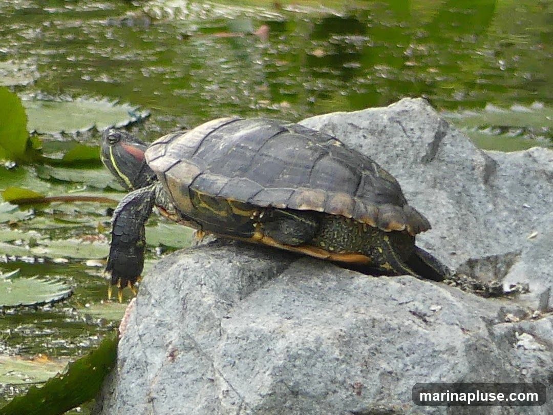 A red-eared slider turtle is resting on a large gray rock next to a pond with lily pads. The turtle's shell is dark and segmented, and its head has distinctive red markings behind the eyes. Its legs are visible, with sharp claws on its feet. The water in the background is green and reflects the surrounding foliage.