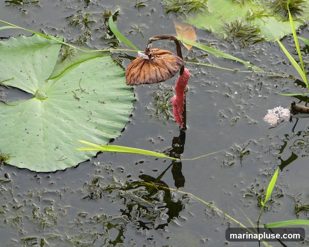 A close-up view of a lotus leaf in dark water, with a dried lotus seed pod and pink snail eggs attached to a stem. Another cluster of white snail eggs is visible on a twig to the right. Green grass blades emerge from the water.