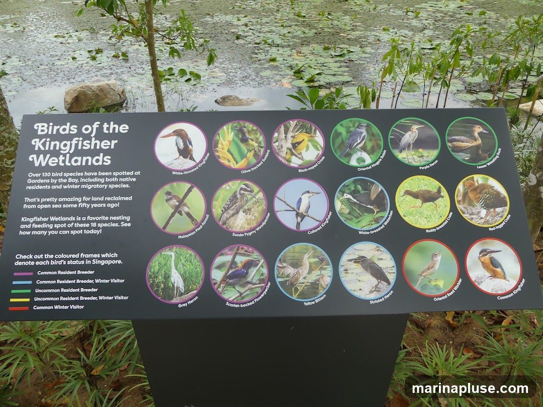 A sign displays information about bird species found in the Kingfisher Wetlands. It features images and names of 18 bird species, along with a key indicating their status in Singapore. The sign is set against a backdrop of a pond with lily pads and surrounding vegetation.