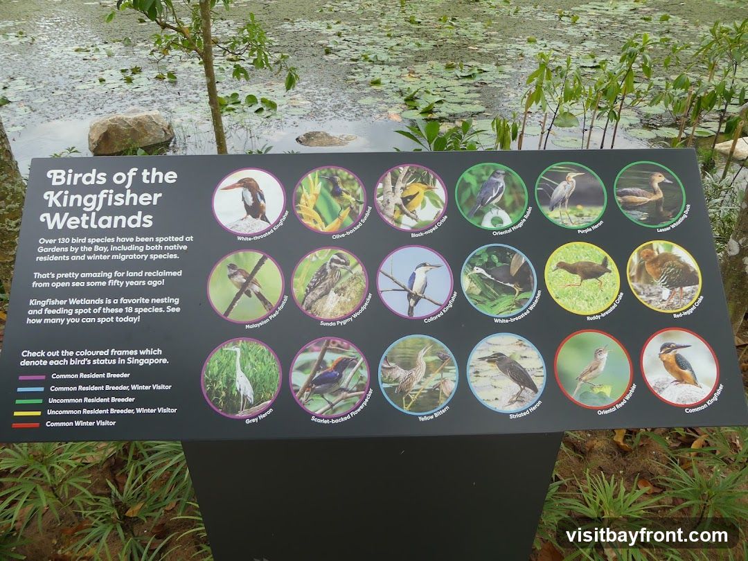 A sign displays information about bird species found in the Kingfisher Wetlands. It features images and names of 18 bird species, along with a key indicating their status in Singapore. The sign is set against a backdrop of a pond with lily pads and surrounding vegetation.