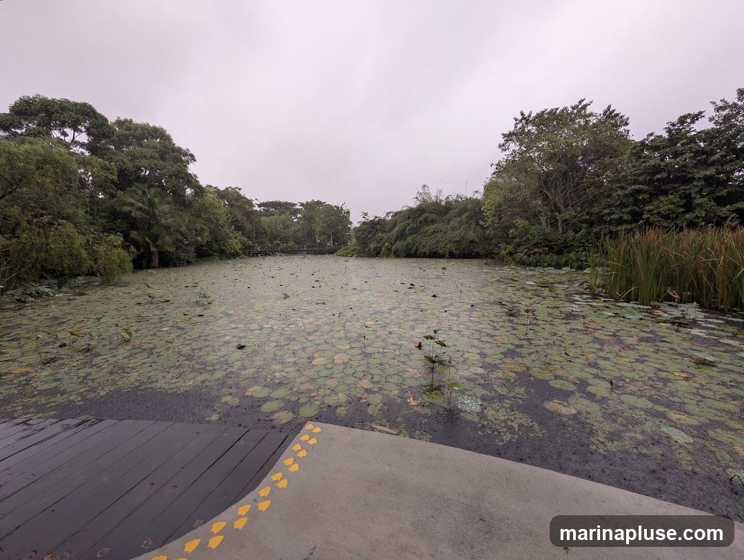 A wide shot of a pond covered in lily pads, with lush green trees lining the banks. A wooden walkway is visible in the foreground, with yellow directional arrows painted on a concrete path. In the distance, a small wooden bridge crosses the pond. The sky is overcast.