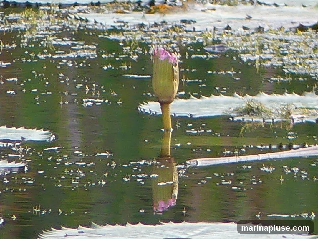 A close-up, slightly blurry image shows a single water lily bud emerging from the water. The bud is green with hints of pink at its tip. The surface of the water is covered with lily pads and small white flecks, possibly reflections or debris. The reflection of the bud is visible below it. The background is out of focus, showing a suggestion of land or vegetation.