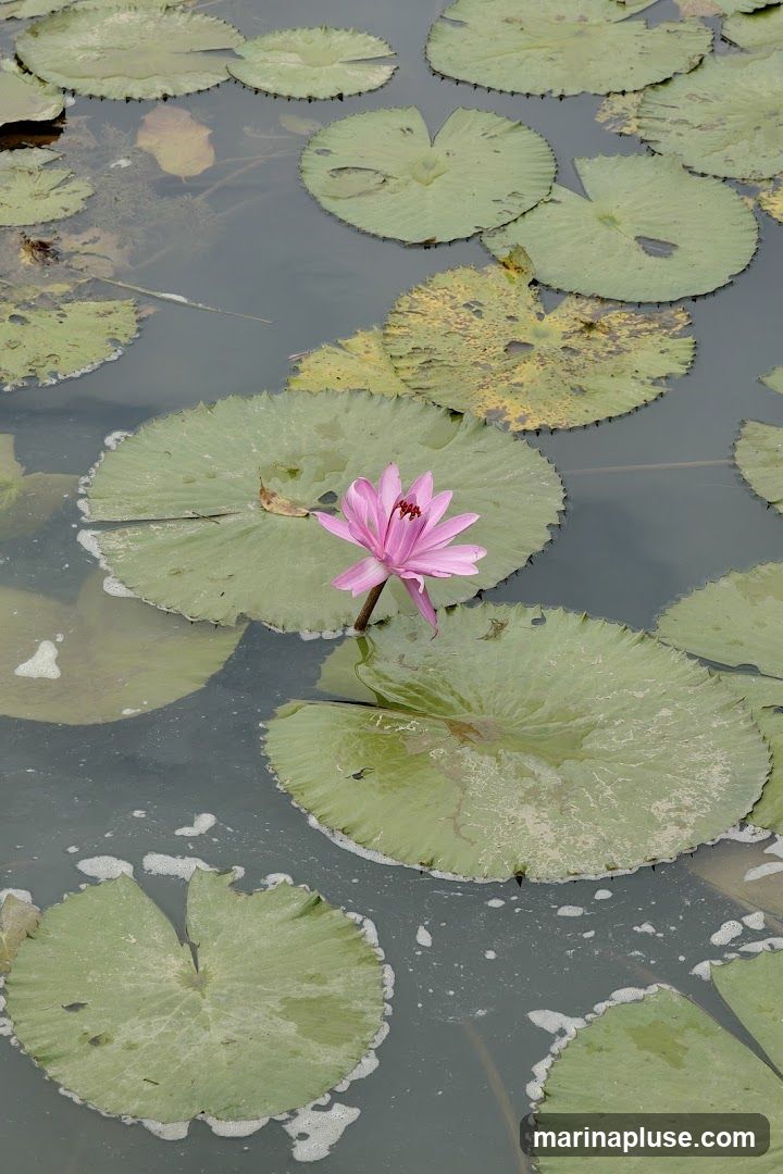 A single pink water lily blooms in a pond surrounded by large green lily pads. The water is murky, with some foam and debris visible on the surface.