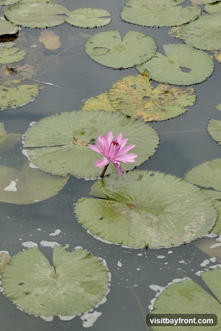 A single pink water lily blooms in a pond surrounded by large green lily pads. The water is murky, with some foam and debris visible on the surface.