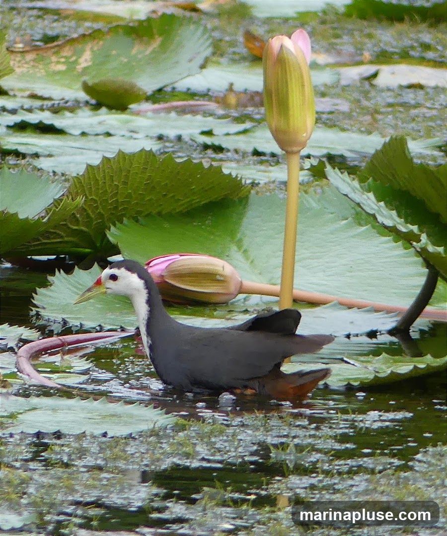A White-breasted Waterhen stands in shallow water amidst large green lily pads and pink water lily buds. The bird has dark gray plumage on its back and wings, a white head and neck, and a reddish beak. Its underside appears to be a reddish-brown color. One water lily bud is fully upright on a tall stalk, while another lies horizontally closer to the water's surface. The water is murky with reflections and small patches of grass.