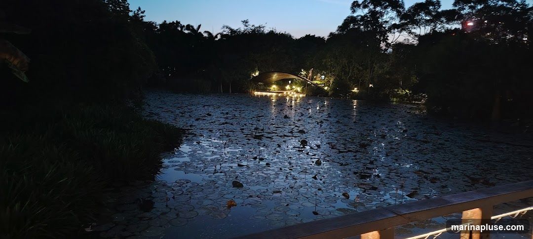 A serene view of a pond covered in lily pads at dusk. In the background, a gracefully arched bridge is illuminated by warm lights, reflecting on the water. Trees and foliage surround the pond, creating a tranquil, natural setting. The sky above is a deep twilight blue.