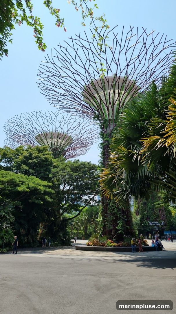 A view of the Supertrees at Gardens by the Bay, Singapore, on a sunny day. The iconic vertical gardens are surrounded by lush greenery and palm trees. Several people are visible walking and sitting in the area. A sign for the "Supertree Observatory" is visible in the background.