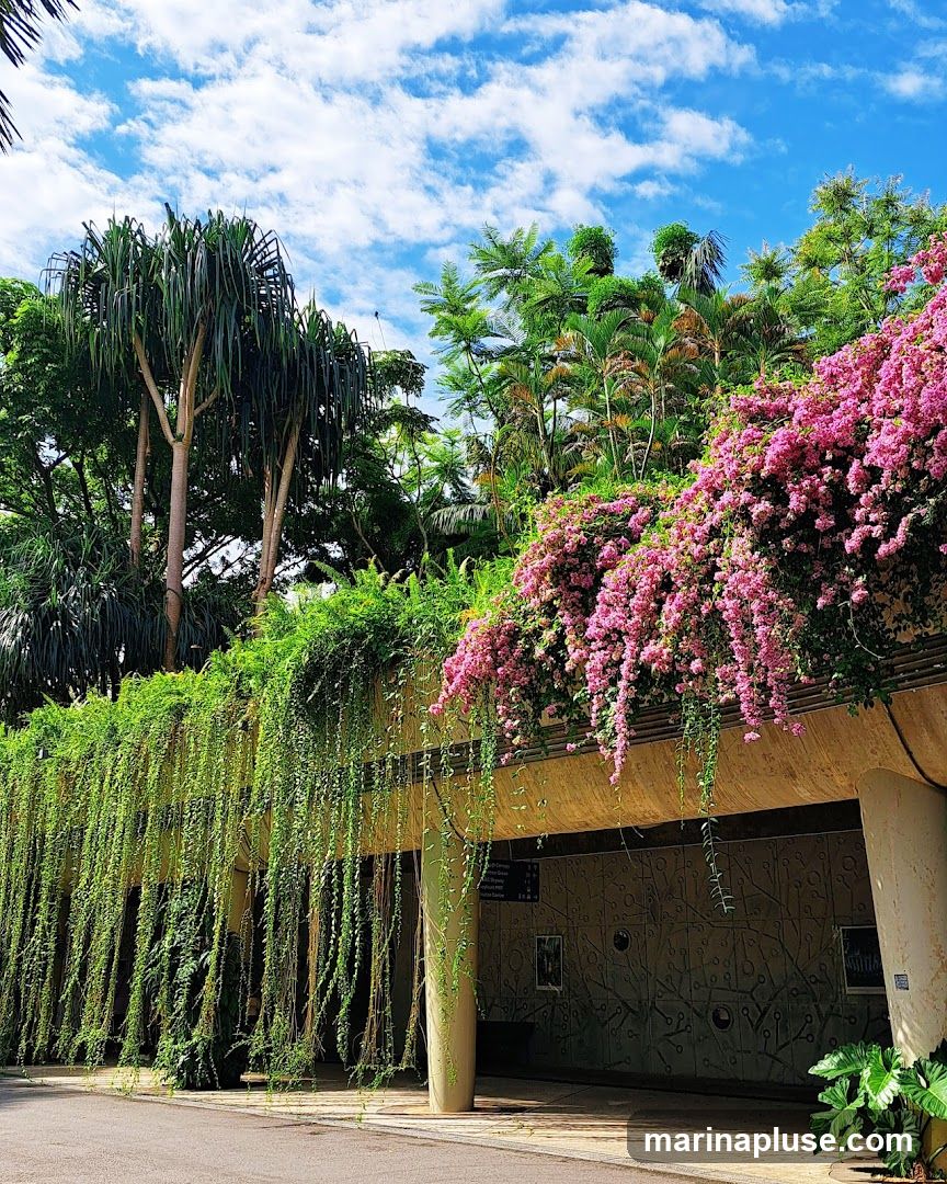A pathway runs alongside a building facade covered in dense green hanging vines and vibrant pink bougainvillea flowers. Tall trees with spiky leaves and palm trees are visible in the background under a bright blue sky with scattered white clouds. The building has a textured wall with a decorative pattern and a covered walkway.