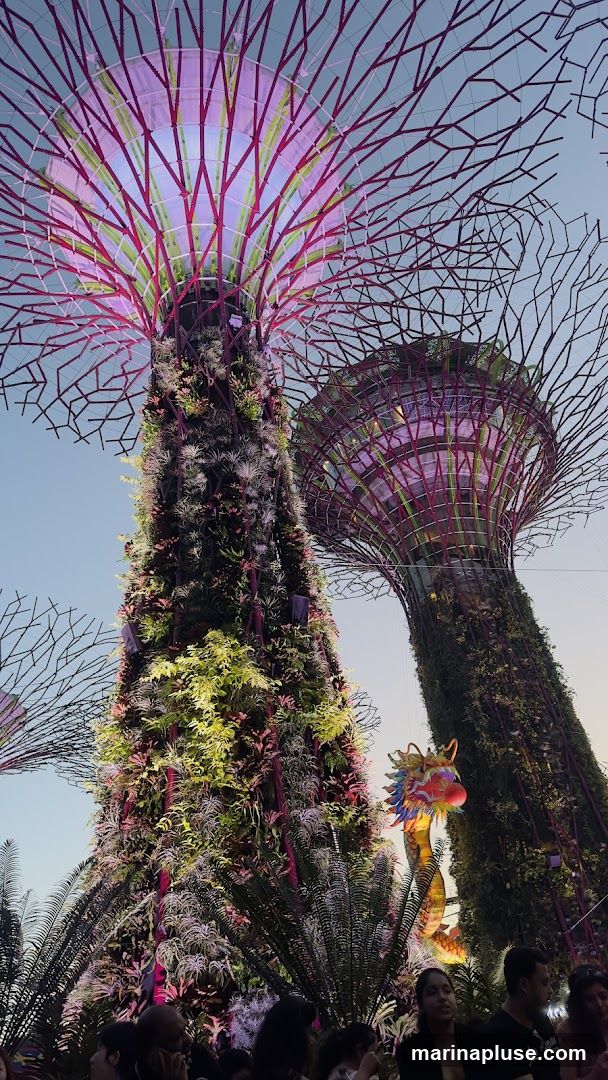 A low-angle shot of the Supertrees at Gardens by the Bay, Singapore, illuminated with vibrant purple and pink lights. The structures are covered in lush greenery and plants. A large, colorful dragon lantern hangs between two of the Supertrees. Silhouettes of people are visible at the bottom of the frame, suggesting a crowd enjoying the display. The sky is a clear, pale blue, indicating it is either early morning or late evening.