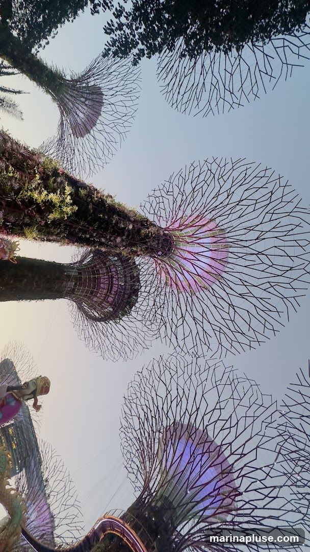A low-angle shot looking up at the Supertrees at Gardens by the Bay in Singapore. The Supertrees are vertical gardens with a trunk-like structure and a canopy of branches. They are illuminated with purple and pink lights, and some are covered in lush greenery. The sky is a pale blue, and the tops of real trees are visible at the edges of the frame.