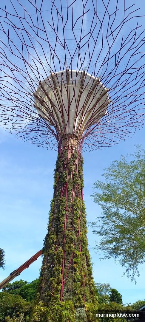 A view of a Supertree at Gardens by the Bay, Singapore, against a clear blue sky. The Supertree is a vertical garden with a trunk-like structure covered in lush greenery and supported by a red metal frame. Its canopy is a large, umbrella-like structure with a metallic sheen. A cherry picker is visible to the left, suggesting maintenance work. Other trees and foliage are seen in the background.