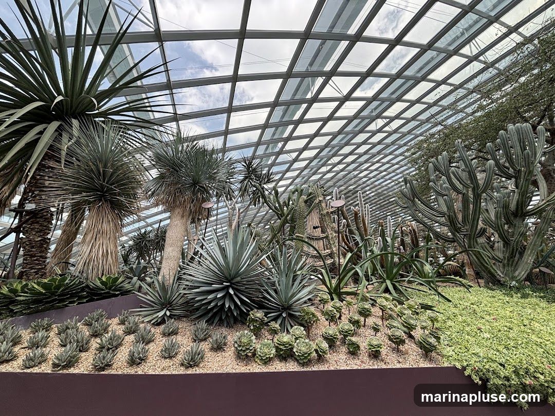 A wide shot of a desert plant conservatory with a glass ceiling. Various cacti and succulents are displayed in raised beds, with a variety of agave plants and tall, spiky plants in the background. The plants are arranged in a landscaped setting with gravel and ground cover.
