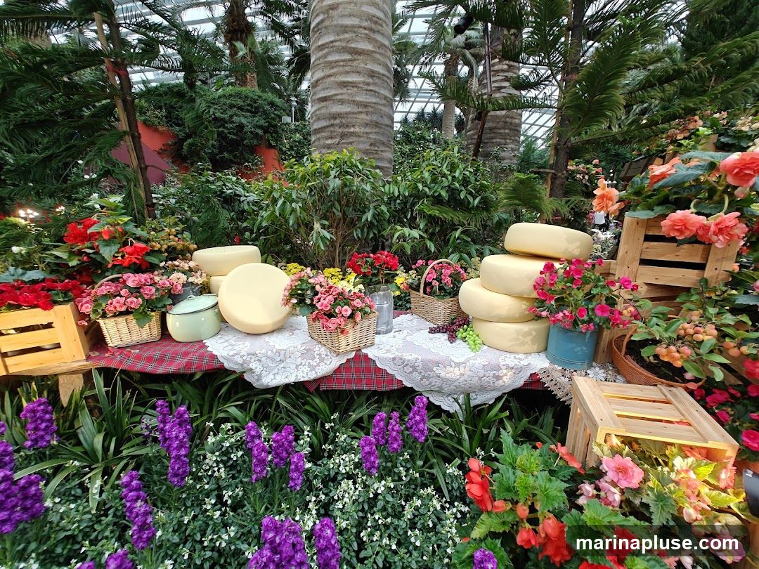 A display featuring several wheels of cheese stacked on a table covered with a red and white checkered cloth and white lace. The cheese is surrounded by various potted flowers, including pink begonias and red flowers, in wicker baskets and a blue pot. Wooden crates are used to hold some of the flowers and decorative elements. The display is set within a lush, greenhouse-like environment with tall palm trees and other greenery visible in the background.