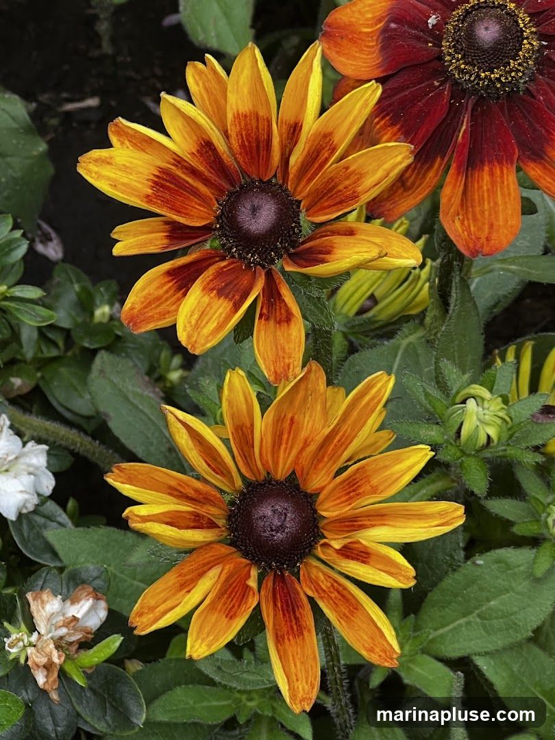 A close-up view of several Black-Eyed Susan flowers in bloom. The flowers have yellow petals with reddish-brown centers and streaks. Green foliage surrounds the flowers, with some buds visible.