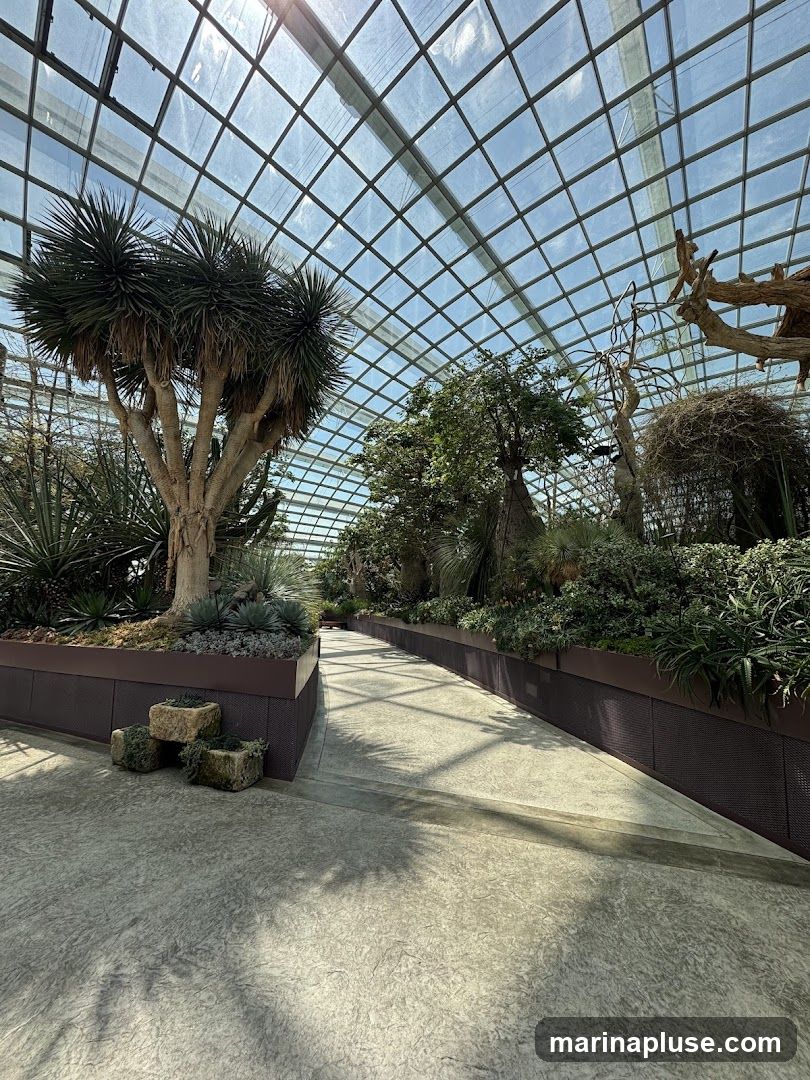 A pathway winds through a lush indoor botanical garden under a geodesic glass roof. Various desert plants, including a large dragon tree and succulents, are displayed in raised planters. Sunlight streams through the glass panels, casting shadows on the textured concrete path.
