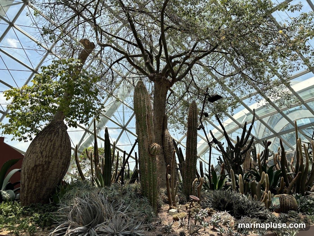 A collection of various desert plants, including cacti and succulents, housed within a geodesic dome structure. The plants are arranged in a sandy substrate, with a large bottle tree dominating the left side of the frame. The dome's glass panels and metal framework are visible overhead, allowing natural light to filter through.