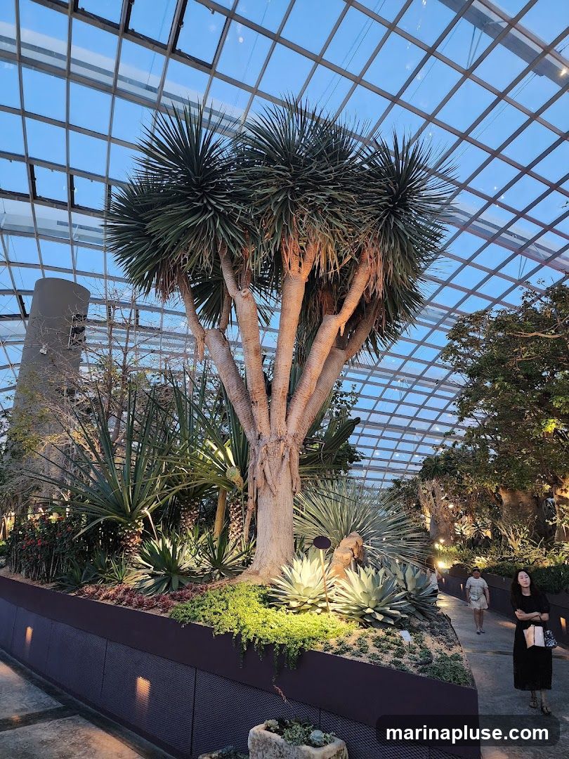 A large, multi-trunked tree with spiky leaves stands prominently in a well-lit indoor botanical garden. The space features a variety of succulents and other arid-climate plants arranged on raised beds. The ceiling is a grid of glass panels, allowing natural light to filter in, and the overall atmosphere suggests a controlled environment for plant cultivation and display. Several people are visible walking along a pathway.
