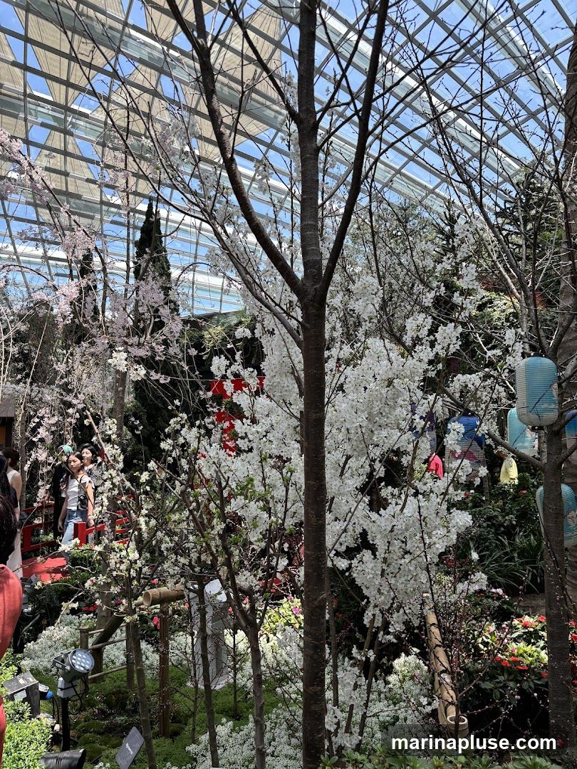 A lush indoor garden filled with blooming cherry blossom trees, featuring delicate white and pink flowers. The scene is set under a geodesic glass roof, allowing natural light to filter through. Several people are visible in the background, enjoying the floral display. Decorative elements like lanterns and bamboo accents add to the serene atmosphere.