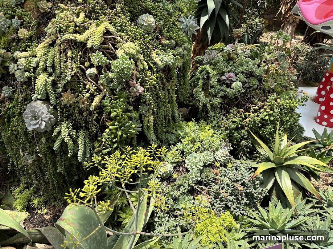 A lush vertical garden filled with a variety of succulents, including trailing varieties and rosette-forming types. The plants are densely packed, creating a textured and vibrant display. In the background, a whimsical mushroom-shaped decoration with red and white polka dots is partially visible.
