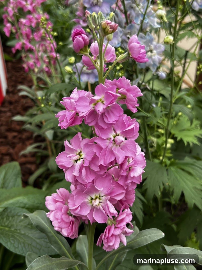 A close-up of a cluster of pink stock flowers with green foliage in the background.