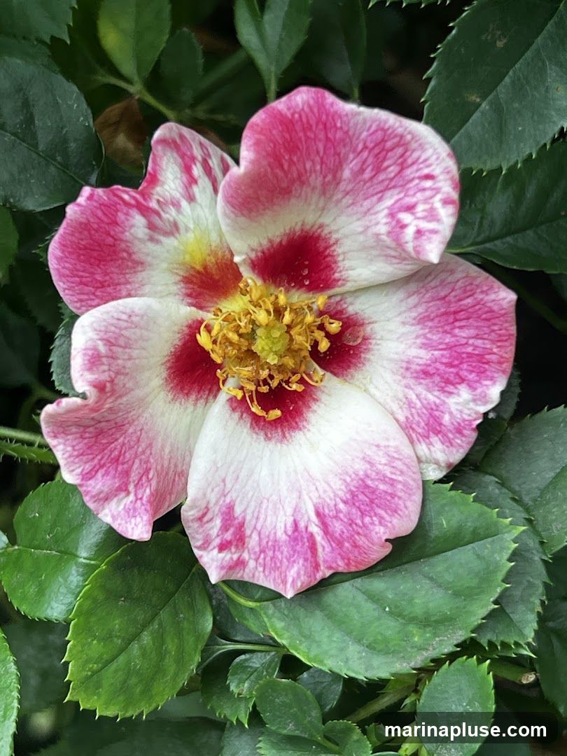 A close-up, detailed photograph of a single pink and white flower with a yellow center, surrounded by green leaves. The petals are white with vibrant pink streaks and splotches, and the center features yellow stamens. The leaves are dark green and serrated.