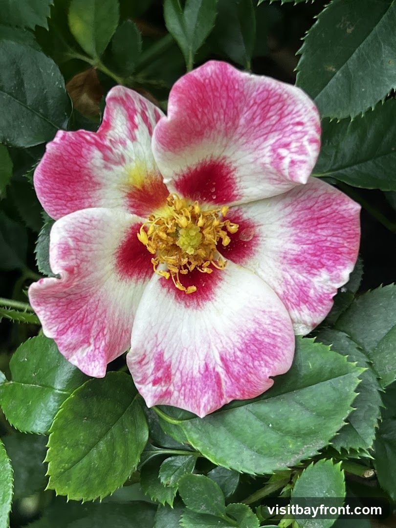 A close-up, detailed photograph of a single pink and white flower with a yellow center, surrounded by green leaves. The petals are white with vibrant pink streaks and splotches, and the center features yellow stamens. The leaves are dark green and serrated.