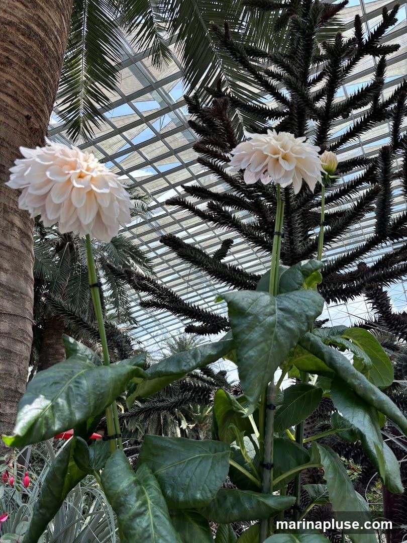 Two pale pink dahlias bloom in front of a large palm tree and a spiky, dark green tree, all under the glass ceiling of a conservatory. The leaves of the dahlias are large and green, and the ceiling structure is visible above, with sunlight filtering through.