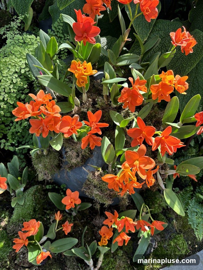 A close-up view of a collection of vibrant orange orchids interspersed with lush green foliage. The orchids display delicate petals and are arranged in clusters, some in full bloom and others budding. The surrounding greenery includes various types of ferns and mosses, creating a rich, naturalistic display.