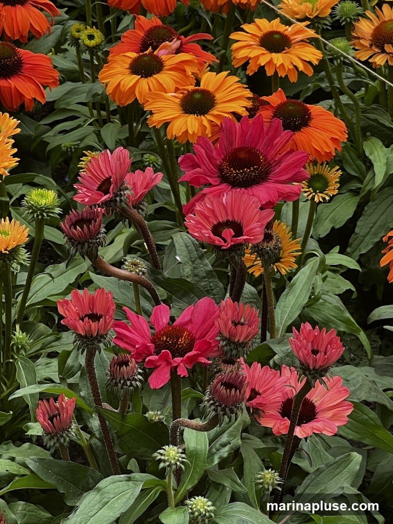 A close-up, overhead view of a dense patch of coneflowers in various shades of pink and orange. The flowers have dark centers and delicate, pointed petals. The background is filled with lush green foliage.