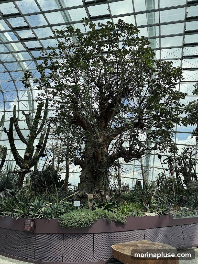 A large, ancient-looking tree stands at the center of a lush botanical display under a glass-paneled ceiling. Various succulents and cacti surround the tree, creating a desert-like environment. A rustic wooden bench is visible in the foreground.