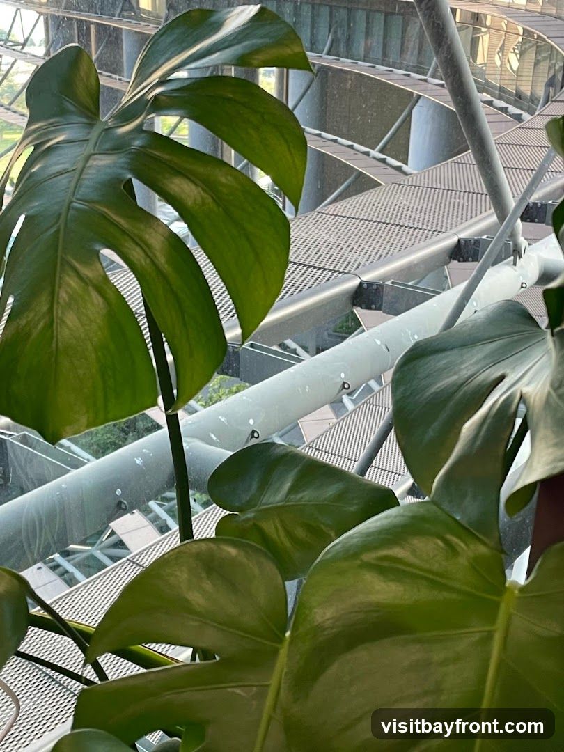 A close-up view of large, glossy green leaves of a Monstera plant, with a blurred background showing a modern architectural structure. The background features a spiral staircase or walkway with metal grating and supports, suggesting an indoor atrium or a contemporary building design. Sunlight appears to be filtering through, highlighting the texture and sheen of the plant's foliage.