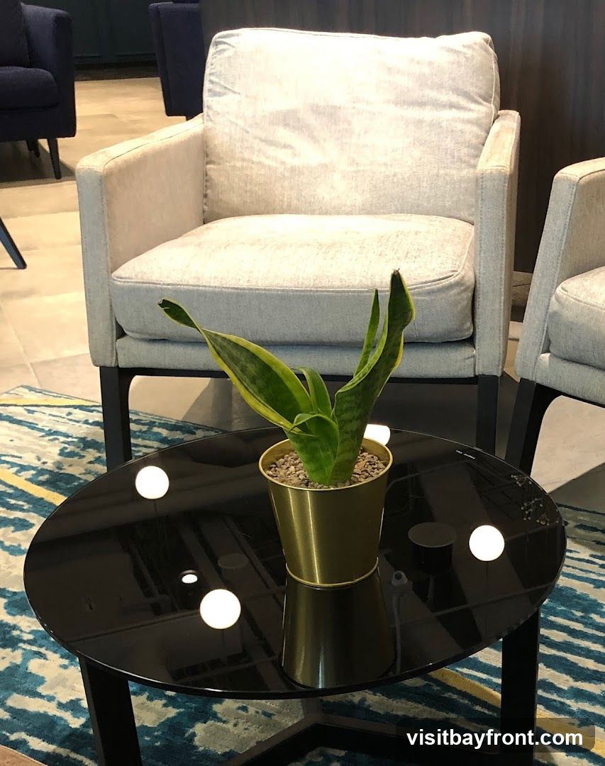 A snake plant in a gold pot sits on a black glass coffee table in front of two light gray armchairs. The chairs have dark metal legs. A blue and yellow patterned rug is visible beneath the table and chairs. In the background, dark blue armchairs and a dark wall are visible.