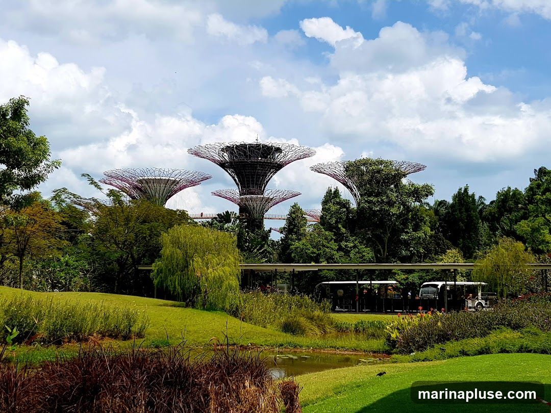 A scenic view of the Supertrees at Gardens by the Bay, Singapore, under a partly cloudy sky. In the foreground, lush green grass slopes down to a pond, with various plants and foliage. A pathway with a covered walkway runs through the middle ground, with several tourist trams visible. The iconic Supertrees, with their distinctive canopy-like structures, dominate the background, surrounded by trees and vegetation.