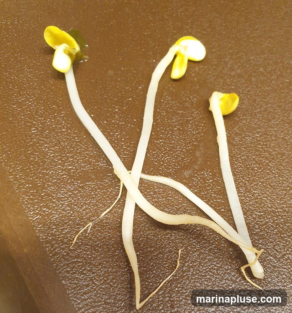 Three young soybean sprouts with yellow cotyledons and white stems are arranged on a textured brown surface. The sprouts have visible root systems.
