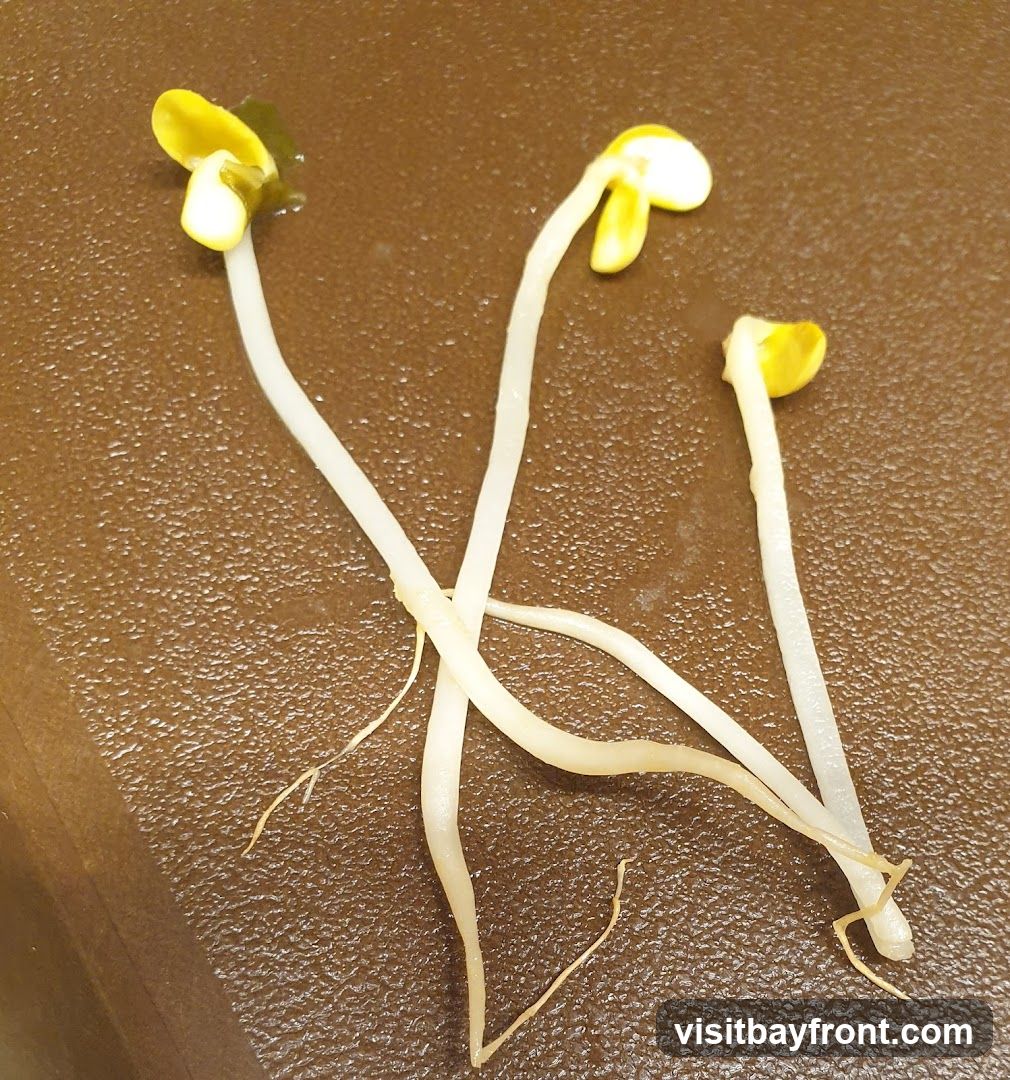 Three young soybean sprouts with yellow cotyledons and white stems are arranged on a textured brown surface. The sprouts have visible root systems.