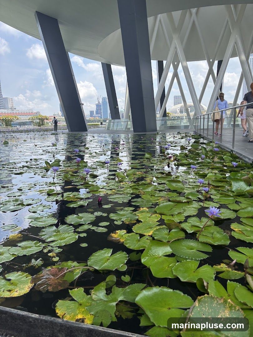 A serene pond filled with lush green water lily pads and delicate purple water lilies. In the background, modern architecture with large, dark pillars and a white, lattice-like structure creates a striking contrast. People are visible walking along a pathway to the right, enjoying the view. The cityscape in the distance suggests an urban setting.