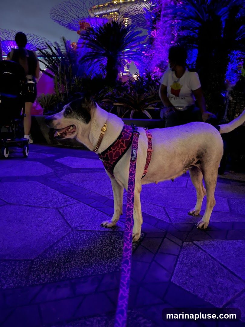 A dog on a leash stands on a paved walkway at night, illuminated by purple lights. In the background, people are visible, along with the Supertree Grove at Gardens by the Bay, Singapore. The dog is wearing a harness and a decorative collar.