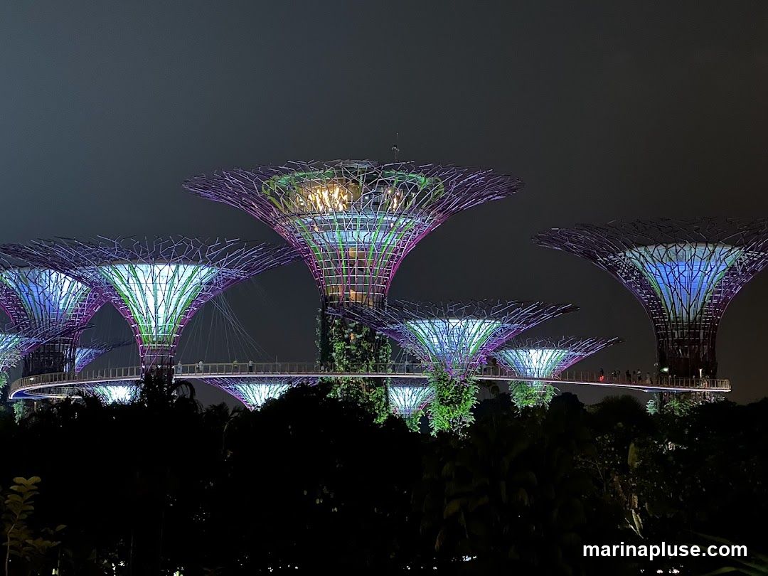 A nighttime view of the Supertree Grove at Gardens by the Bay, Singapore. The iconic structures are illuminated with vibrant purple and green lights, with a skywalk connecting some of them. Silhouetted trees are visible in the foreground.