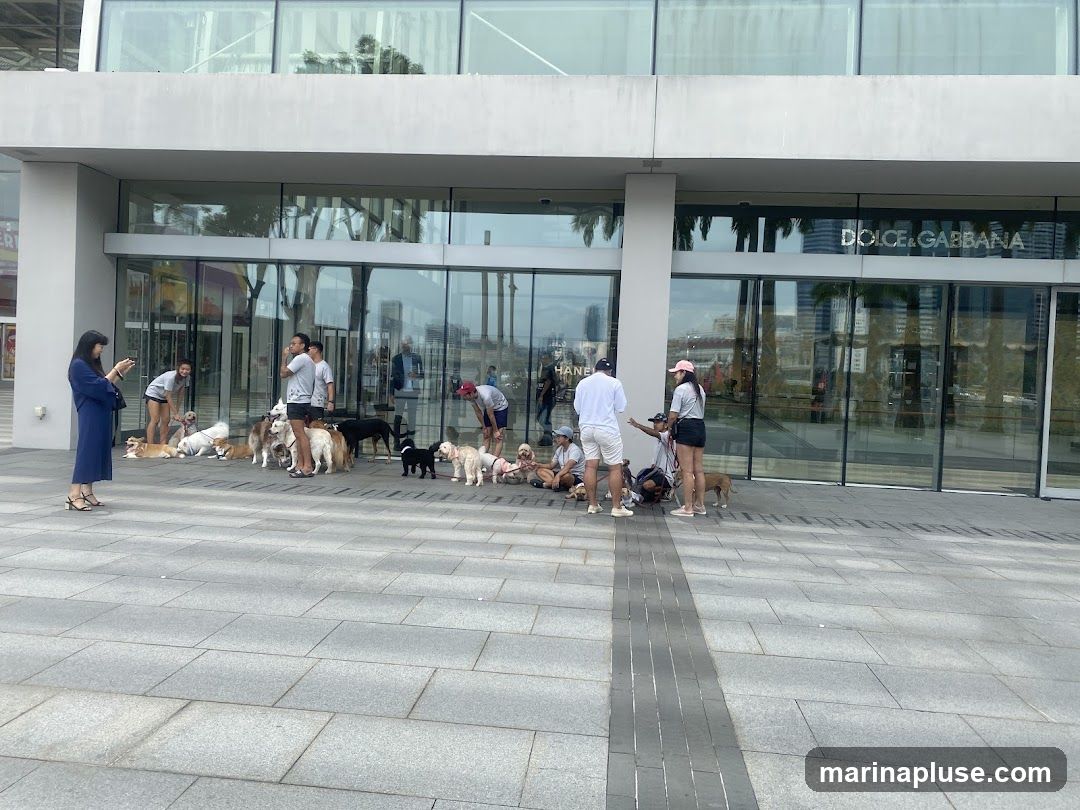 A group of people and many dogs are gathered outside a Dolce & Gabbana store. The store has large glass windows and doors, with the brand name clearly visible above the entrance. The people appear to be socializing or waiting, while the dogs are lying down or standing around them on the paved walkway.