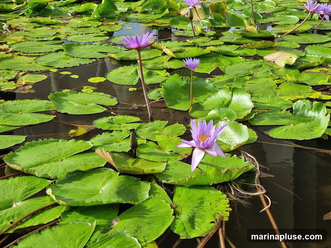 A close-up view of a pond filled with vibrant green lily pads and several blooming purple water lilies. The water is dark and reflects the surrounding greenery.