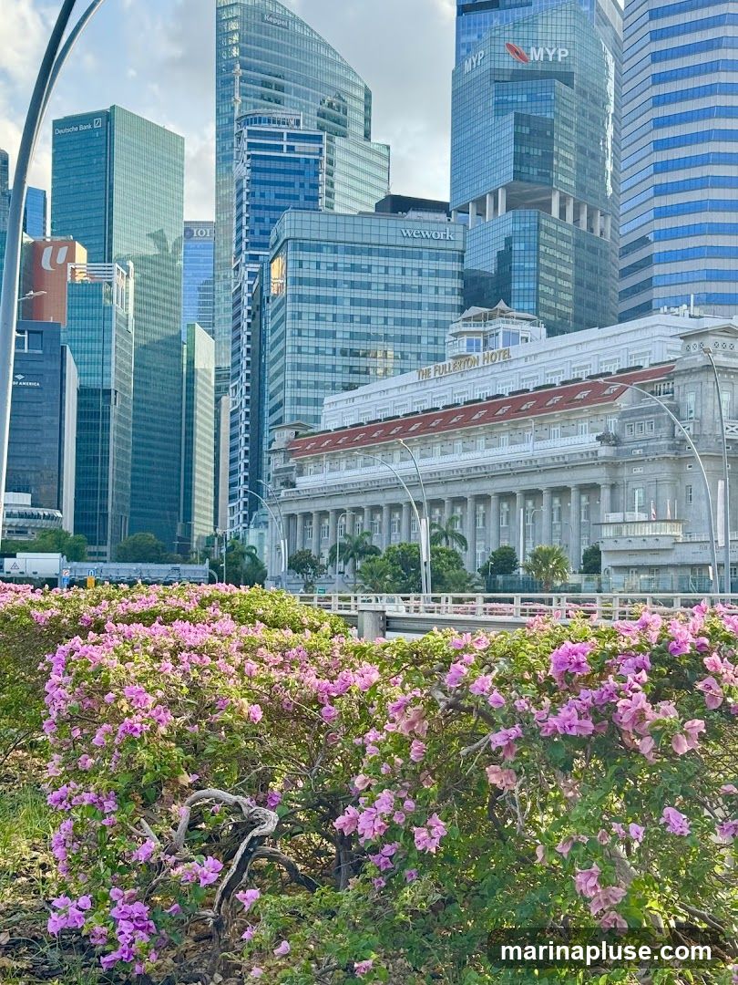 A view of modern skyscrapers and a historic building, with a foreground of blooming pink bougainvillea. The Fullerton Hotel is visible, along with buildings bearing signs for Deutsche Bank, MYP, and WeWork.