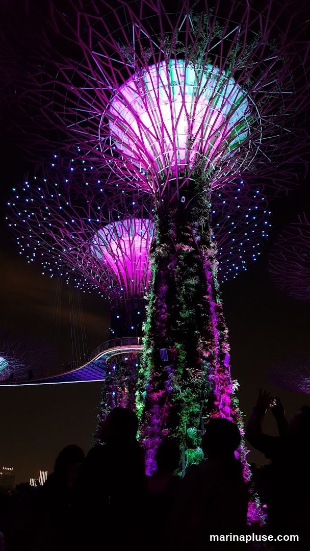 A nighttime view of the Supertrees at Gardens by the Bay, Singapore. The large, tree-like structures are illuminated with vibrant purple and green lights, with smaller blue lights dotting their branches. Silhouettes of people are visible in the foreground, some taking photos. A walkway is visible in the background, also lit up.