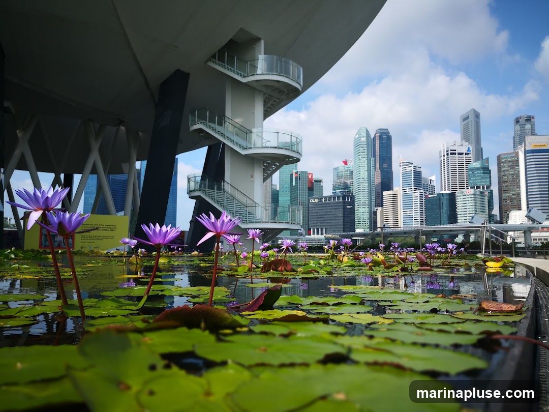 A close-up view of purple water lilies and green lily pads floating in a pond, with a modern city skyline in the background under a cloudy blue sky. The foreground shows the water's surface reflecting the sky and surrounding structures. A large, curved architectural element is visible on the left, with a spiral staircase leading up. The cityscape features numerous tall buildings of varying designs and colors.