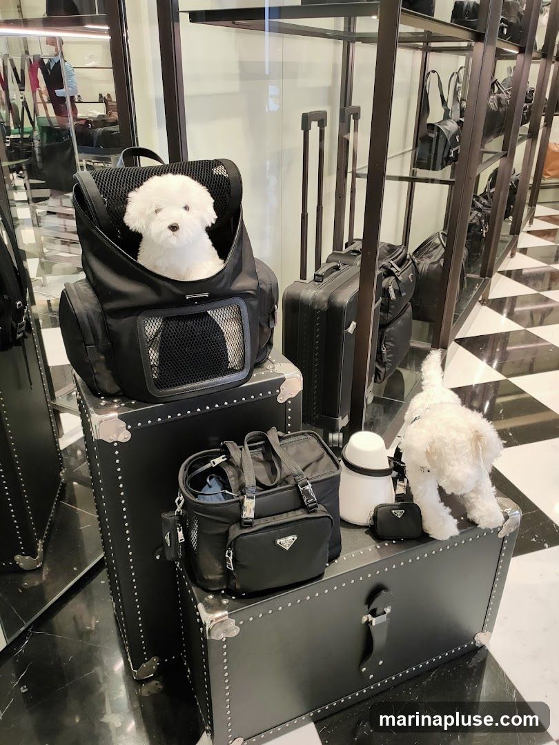 A display of Prada pet accessories, including a black pet carrier backpack with a white dog inside, a black pet carrier bag with a small attached pouch, and a white hat. The items are arranged on top of several large, black, studded trunks. A second white dog is positioned on the right side of the display. In the background, shelves are stocked with various Prada bags and luggage. The floor has a black and white checkered pattern.