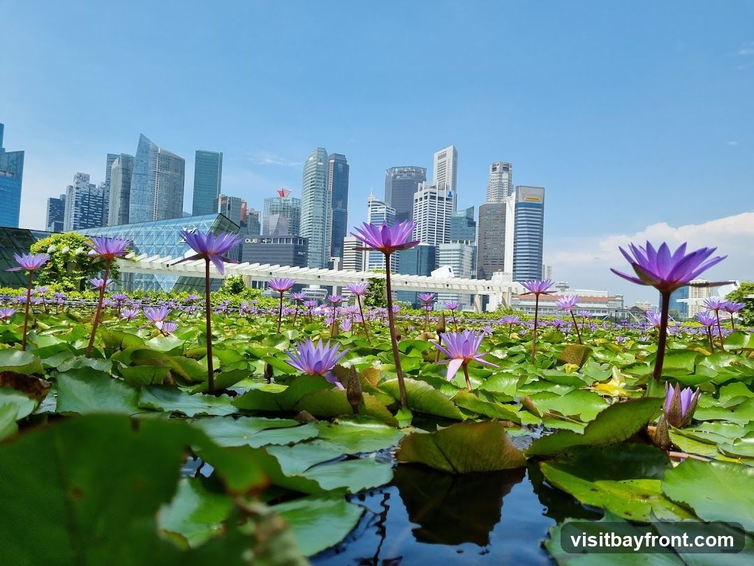 A low-angle shot of a pond filled with blooming purple water lilies and large green lily pads. In the background, a modern city skyline with numerous skyscrapers rises against a clear blue sky.