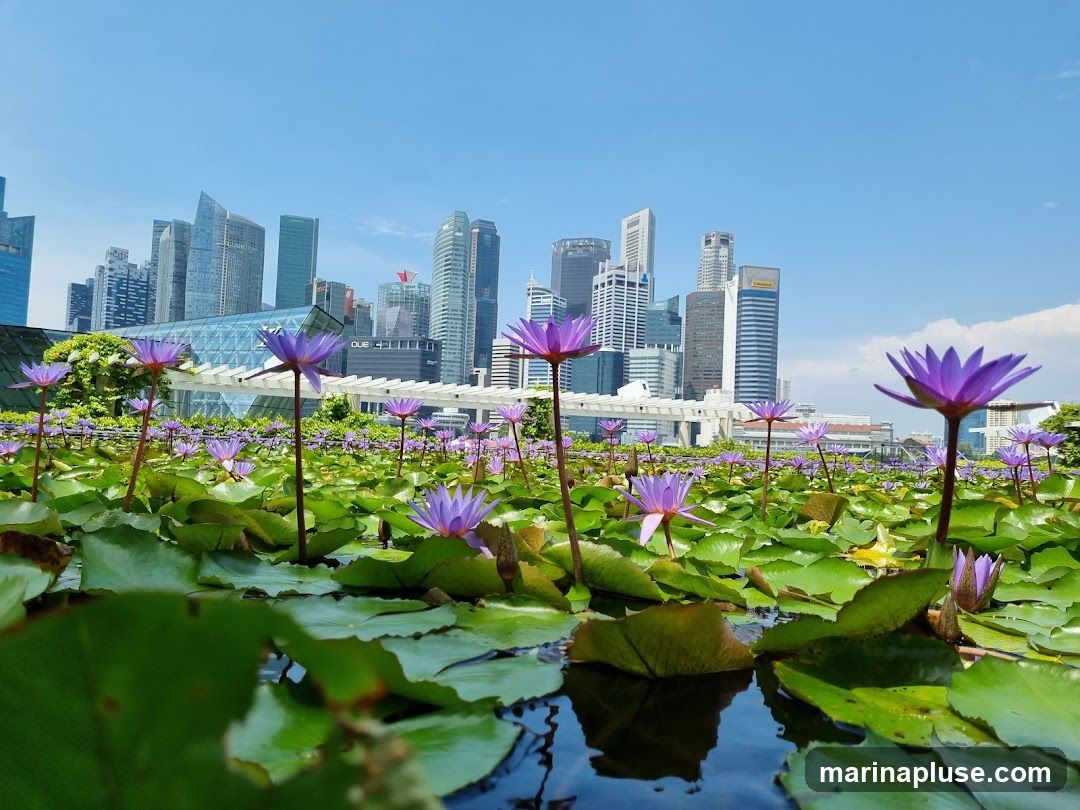 A low-angle shot of a pond filled with blooming purple water lilies and large green lily pads. In the background, a modern city skyline with numerous skyscrapers rises against a clear blue sky.