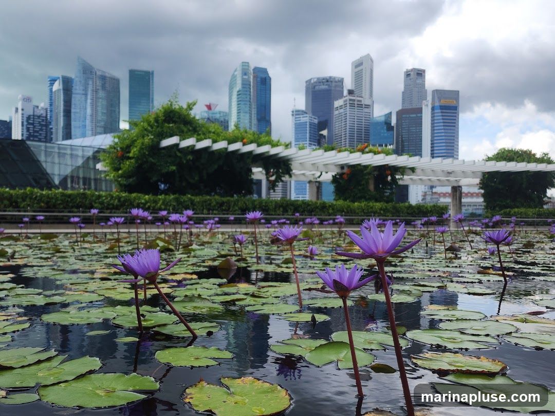 A serene pond filled with blooming purple water lilies and green lily pads, set against a backdrop of a modern city skyline under a cloudy sky. A white trellis structure is visible in the mid-ground.